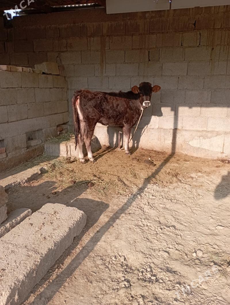 türe - Бахарден - img 1