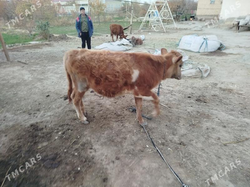 2 okuz 1 gulajyn - Сакарчага - img 8