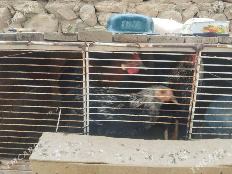 towuk - Jebel - img 1