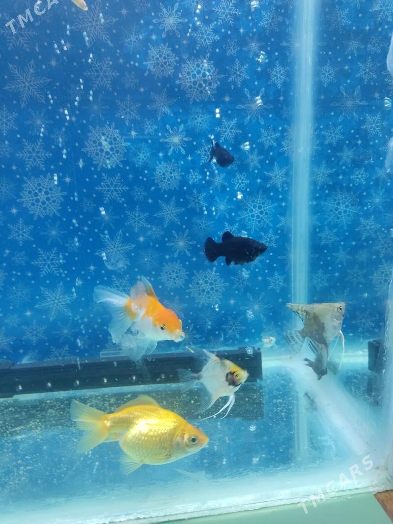 Akwaryum Akwarium - Ашхабад - img 6