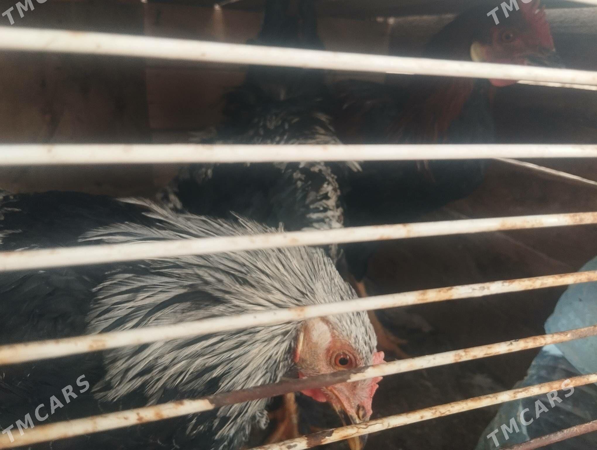 towuk - Jebel - img 4