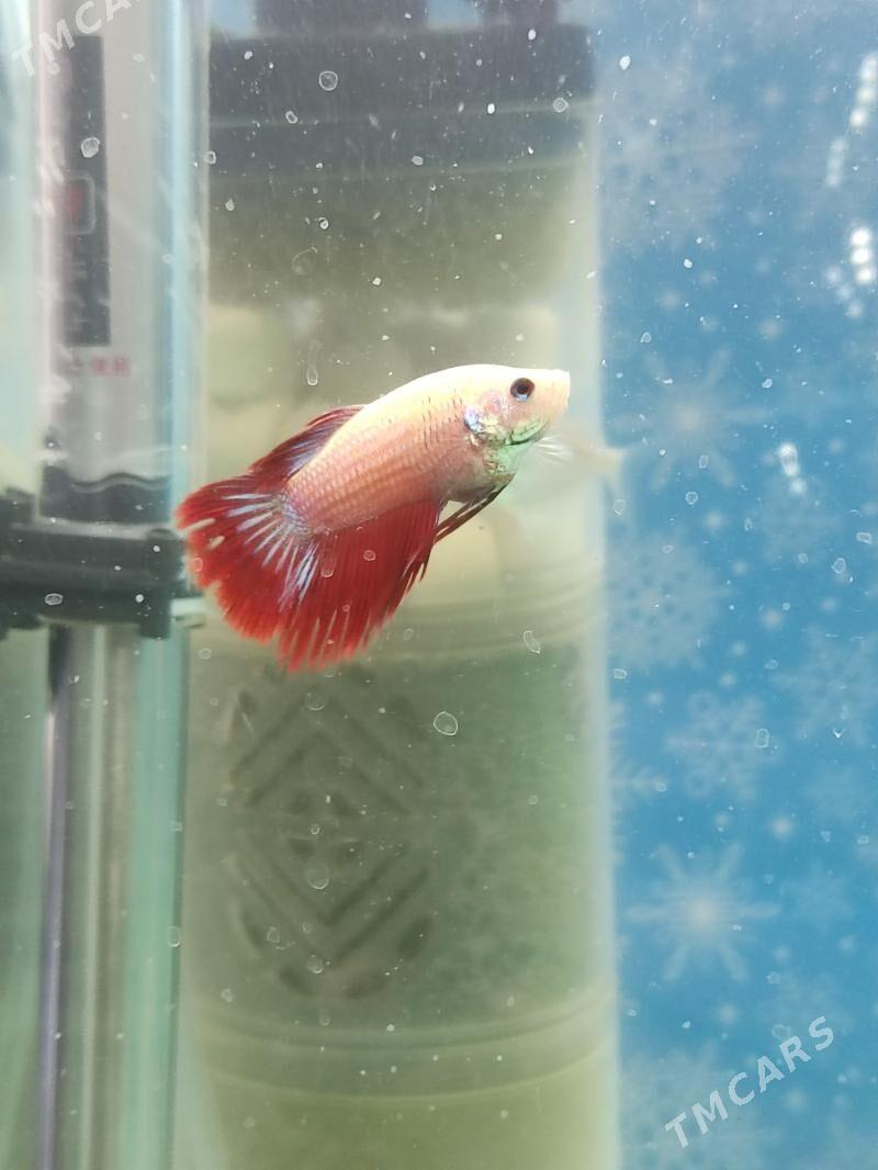 Akwaryum Akwarium - Ашхабад - img 3