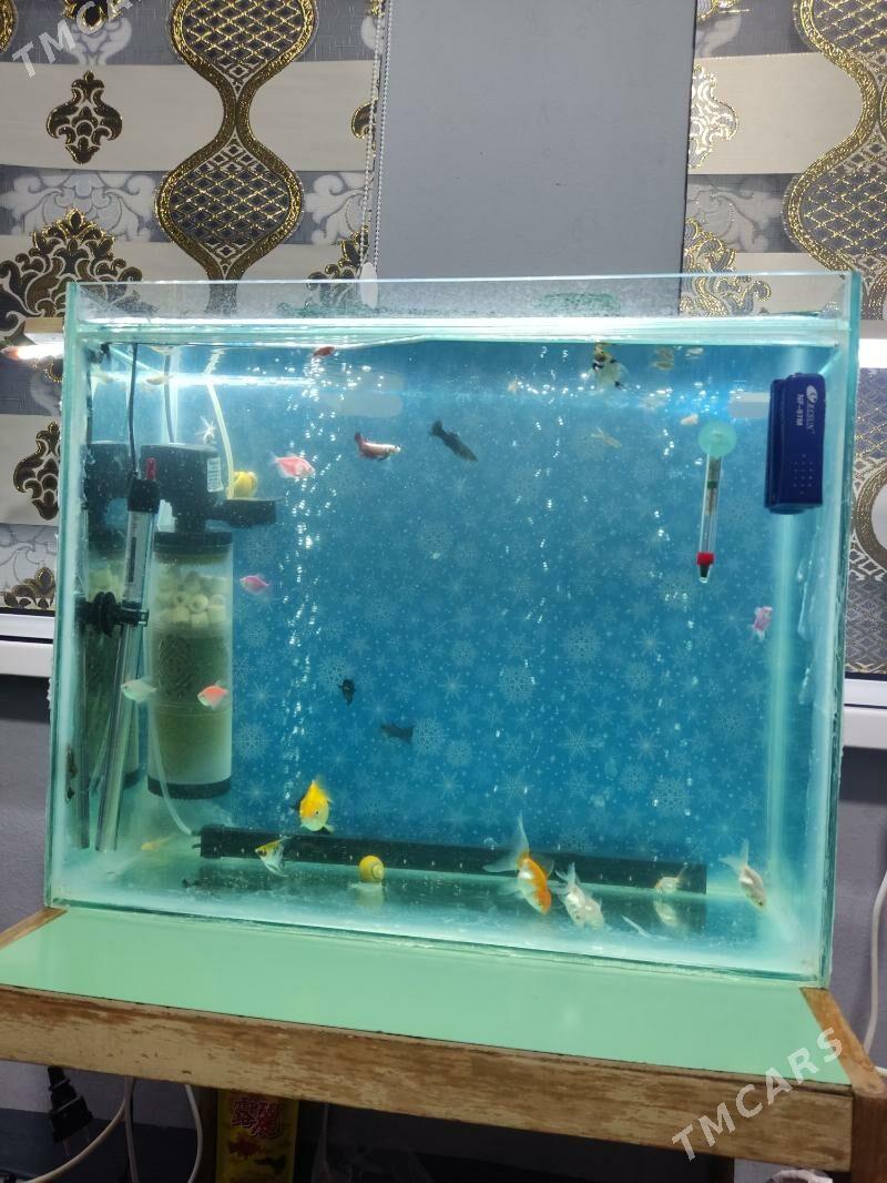 Akwaryum Akwarium - Ашхабад - img 9