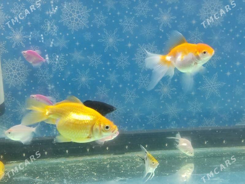 Akwaryum Akwarium - Ашхабад - img 5