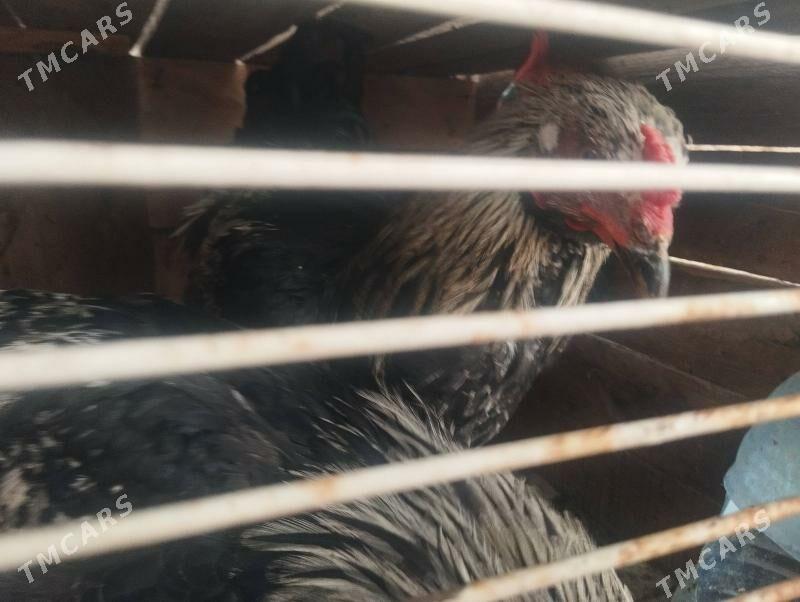 towuk - Jebel - img 3