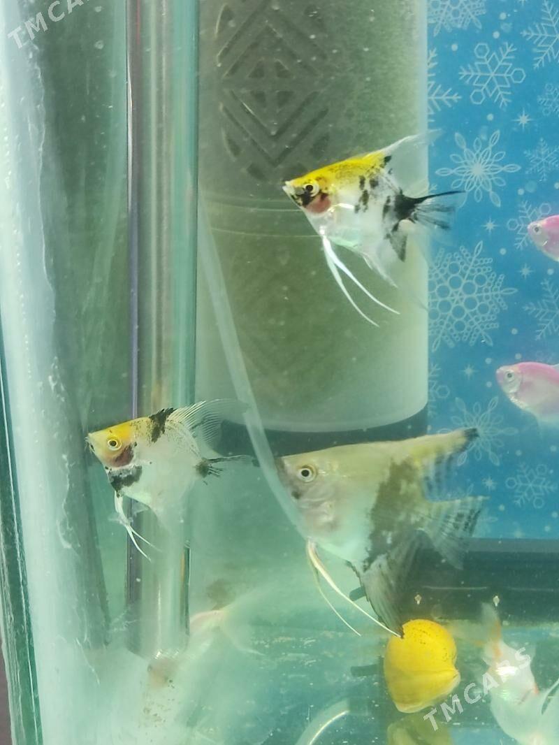 Akwaryum Akwarium - Ашхабад - img 4