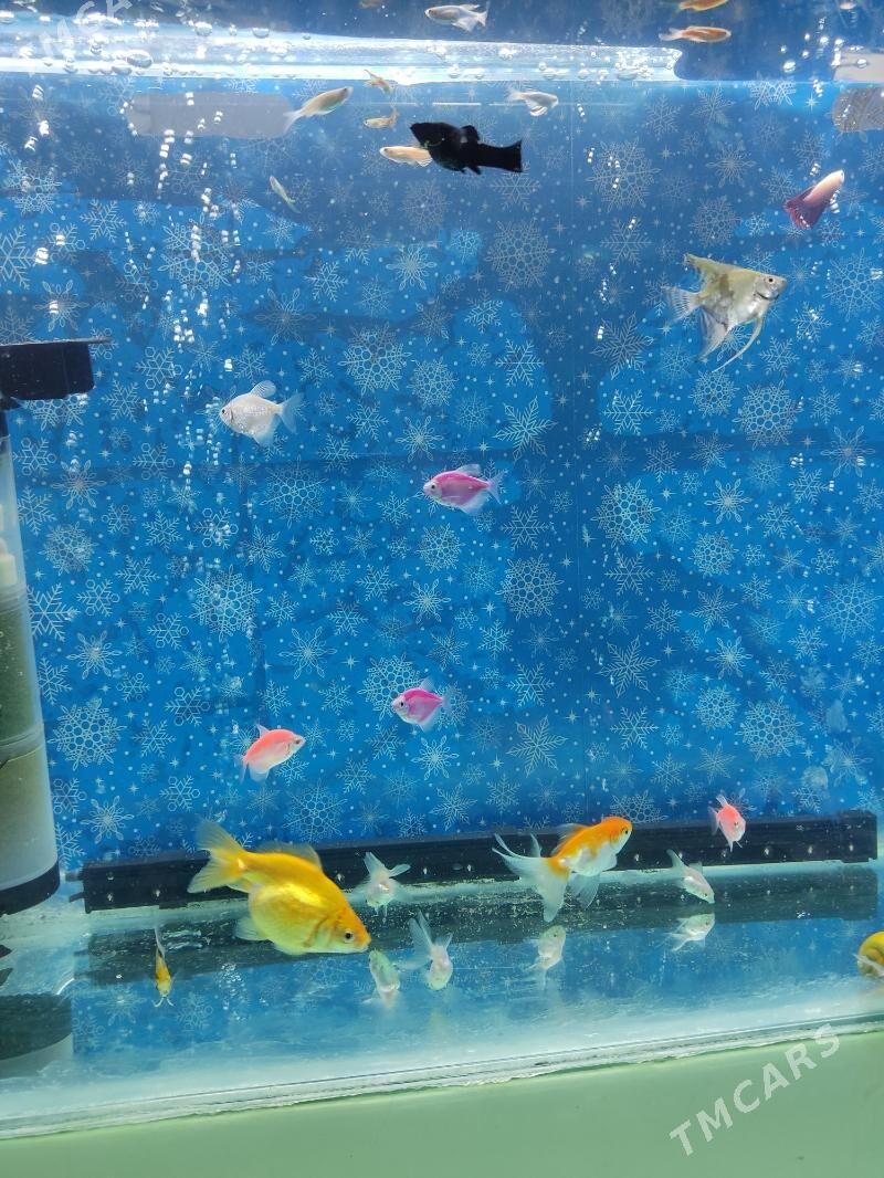 Akwaryum Akwarium - Ашхабад - img 8