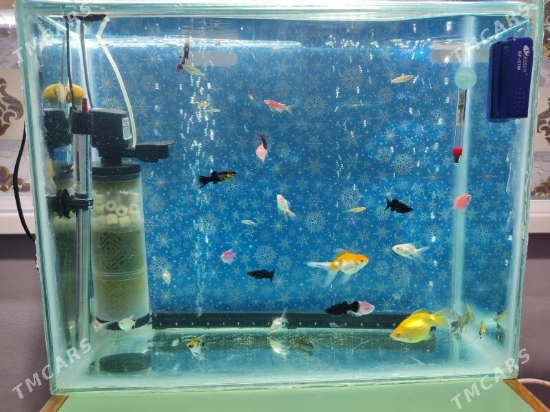 Akwaryum Akwarium - Ашхабад - img 7