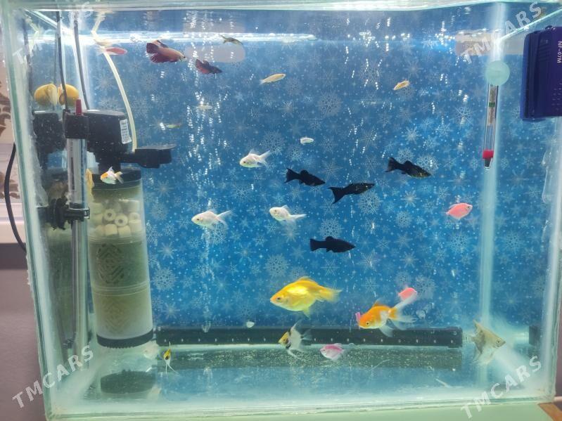 Akwaryum Akwarium - Ашхабад - img 10