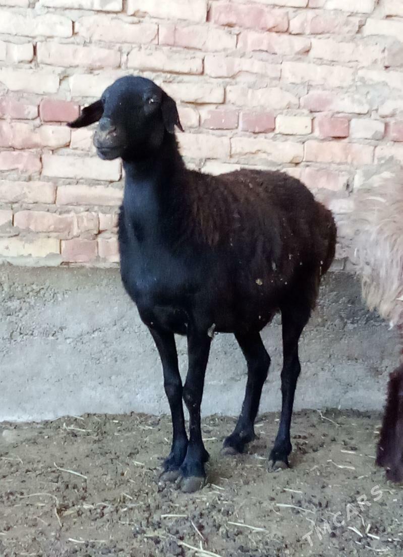 Gissar Goýunlar Semiz Bakylgy - Гёкдепе - img 2
