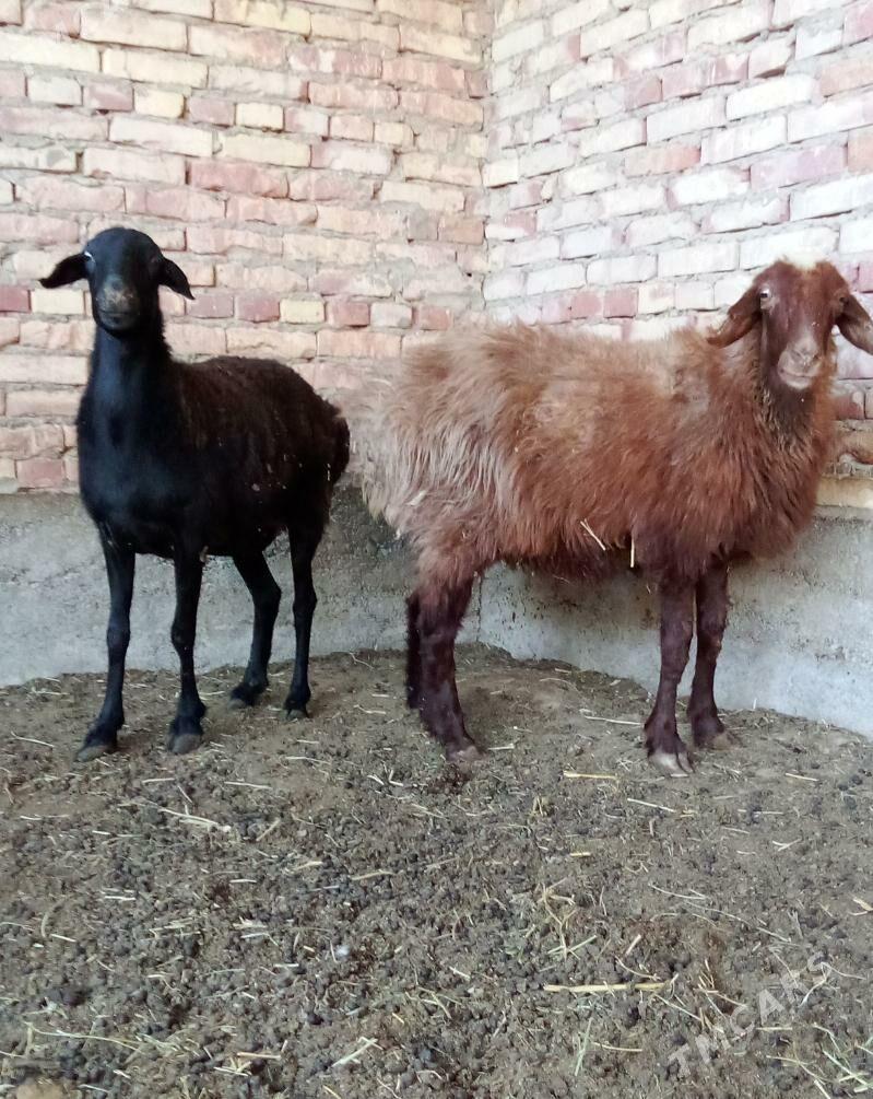 Gissar Goýunlar Semiz Bakylgy - Гёкдепе - img 9