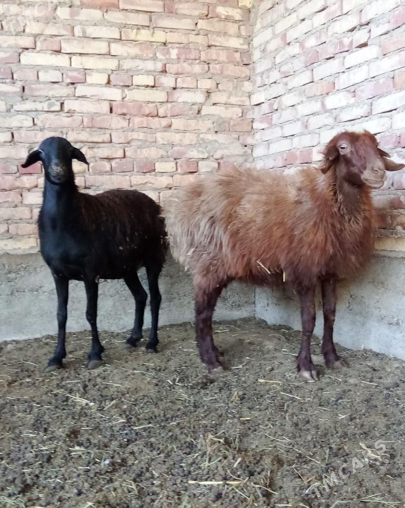 Gissar Goýunlar Semiz Bakylgy - Гёкдепе - img 6