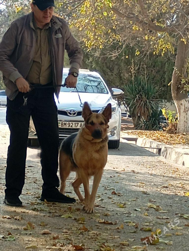 щенки немецкой овчарки - Aşgabat - img 4