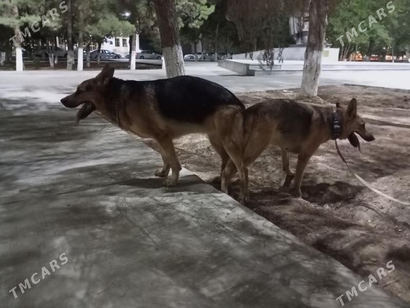 щенки немецкой овчарки - Aşgabat - img 6