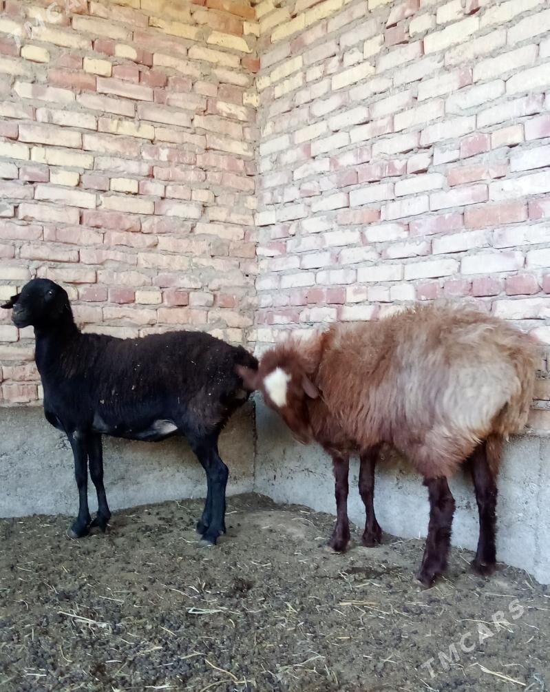 Gissar Goýunlar Semiz Bakylgy - Гёкдепе - img 8