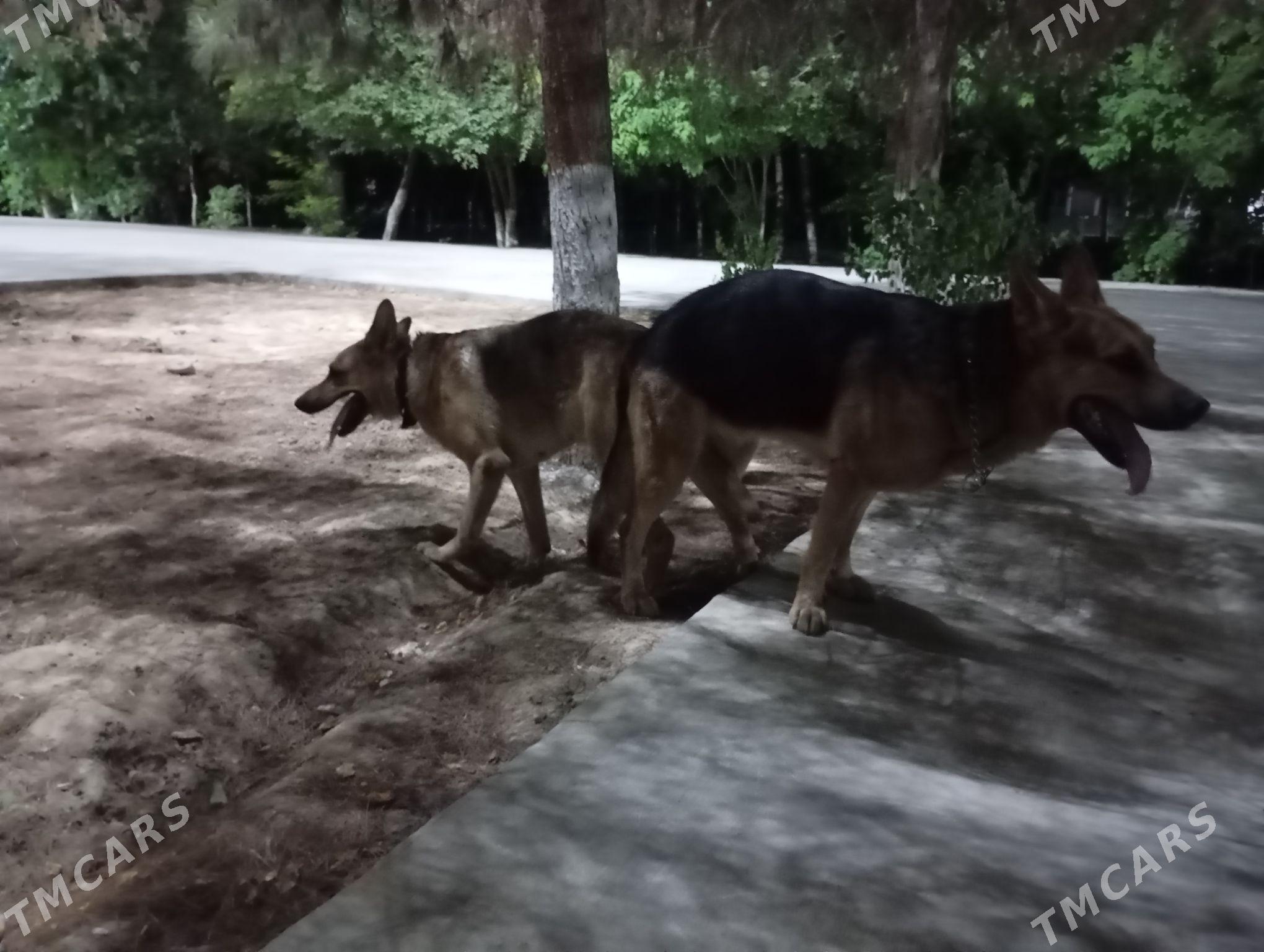 щенки немецкой овчарки - Aşgabat - img 5