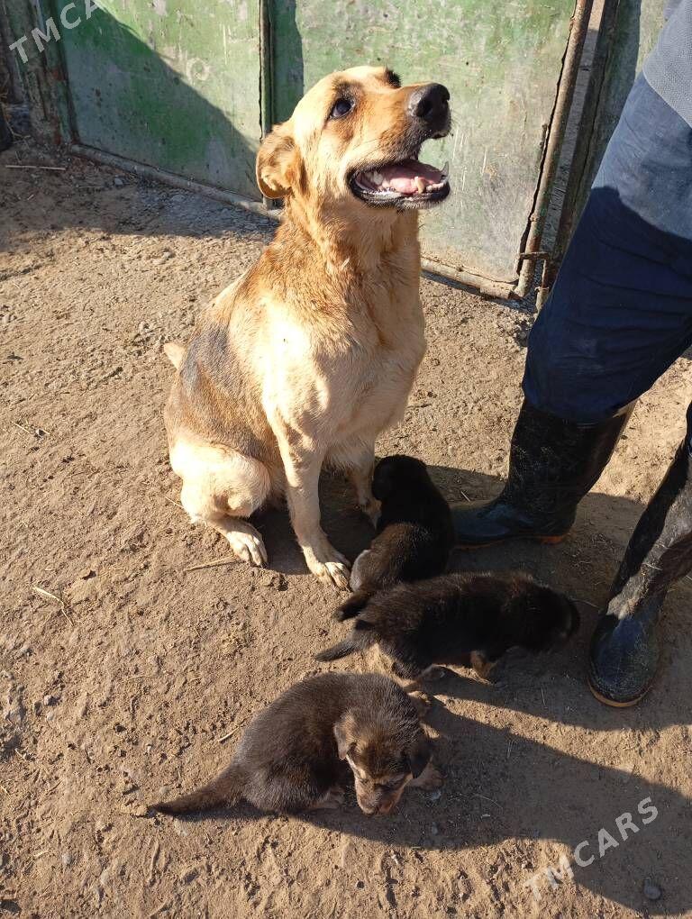 щенки немецкой овчарки - Aşgabat - img 2