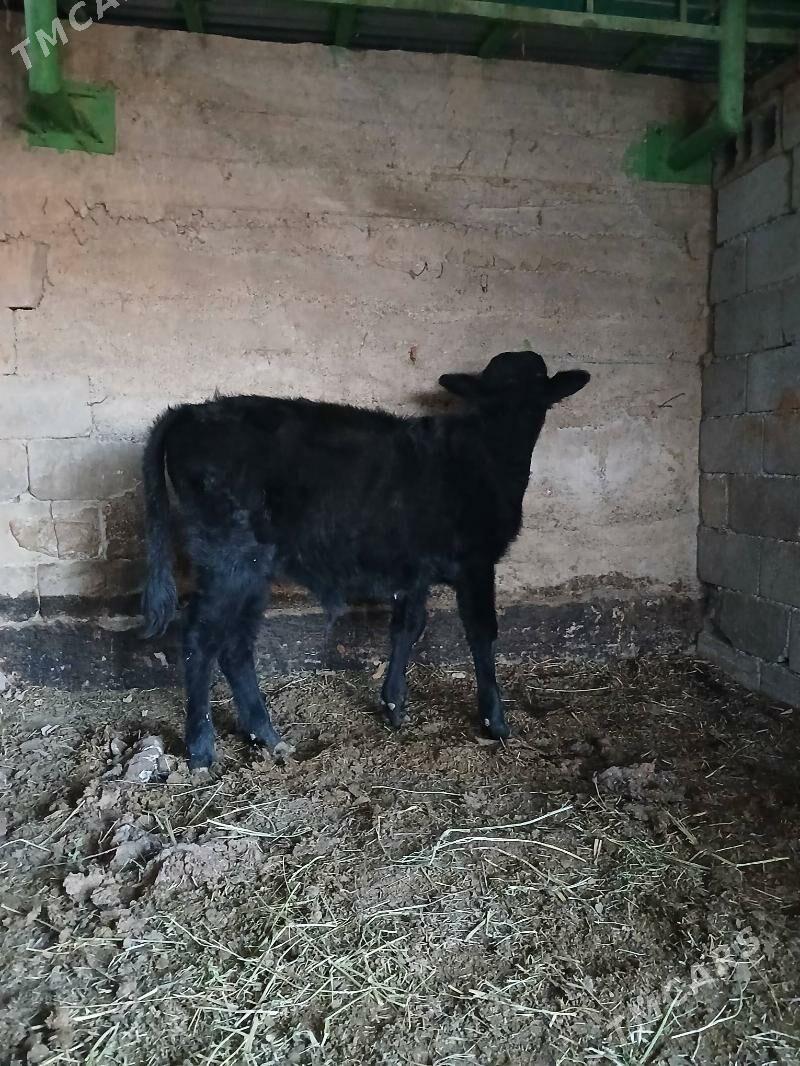 Okuz - Gökdepe - img 3