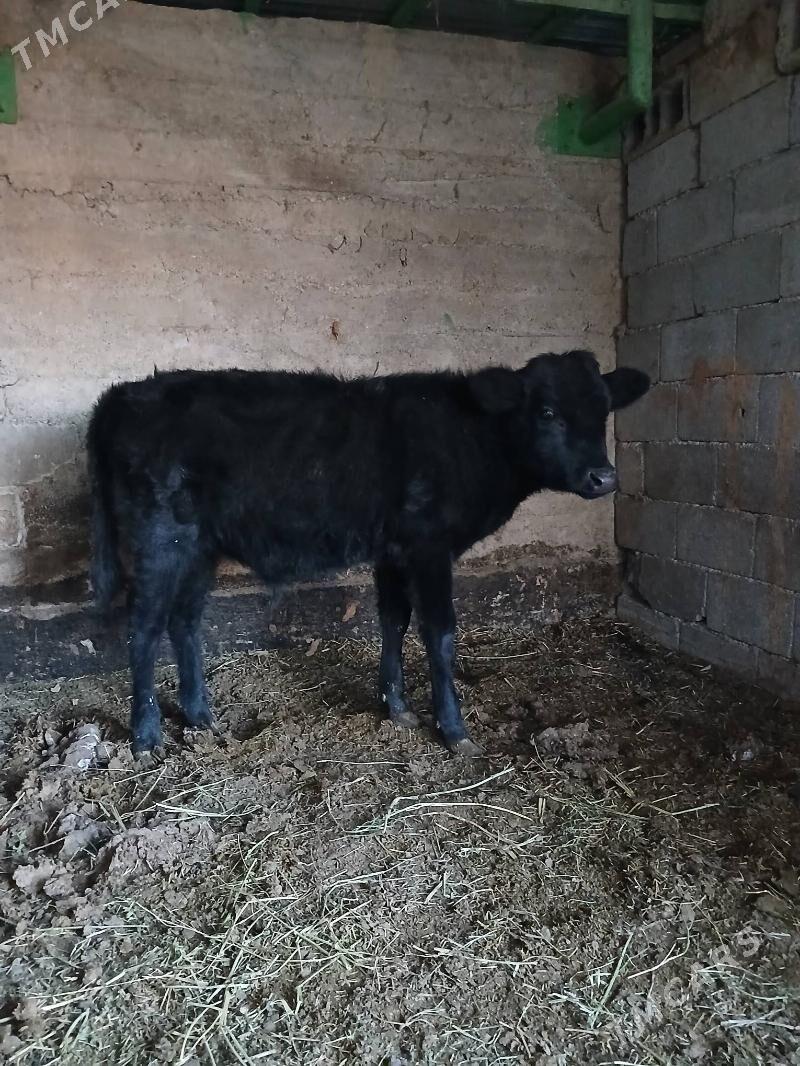 Okuz - Gökdepe - img 2