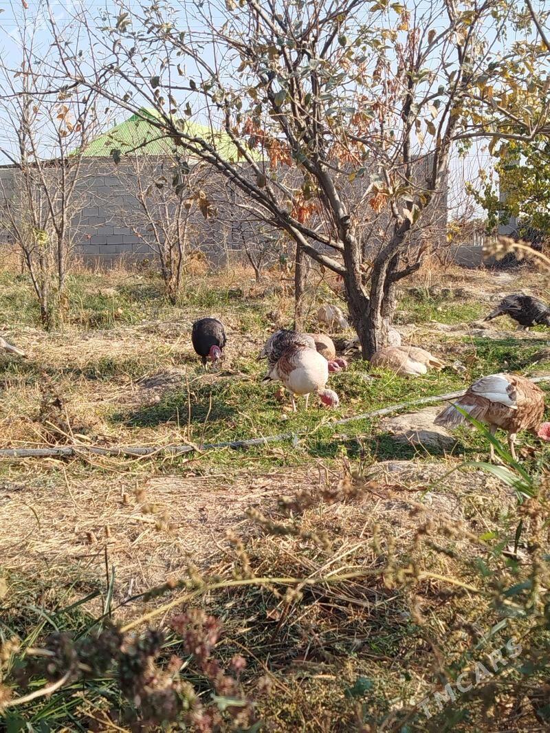 İnduk - Гёкдепе - img 4