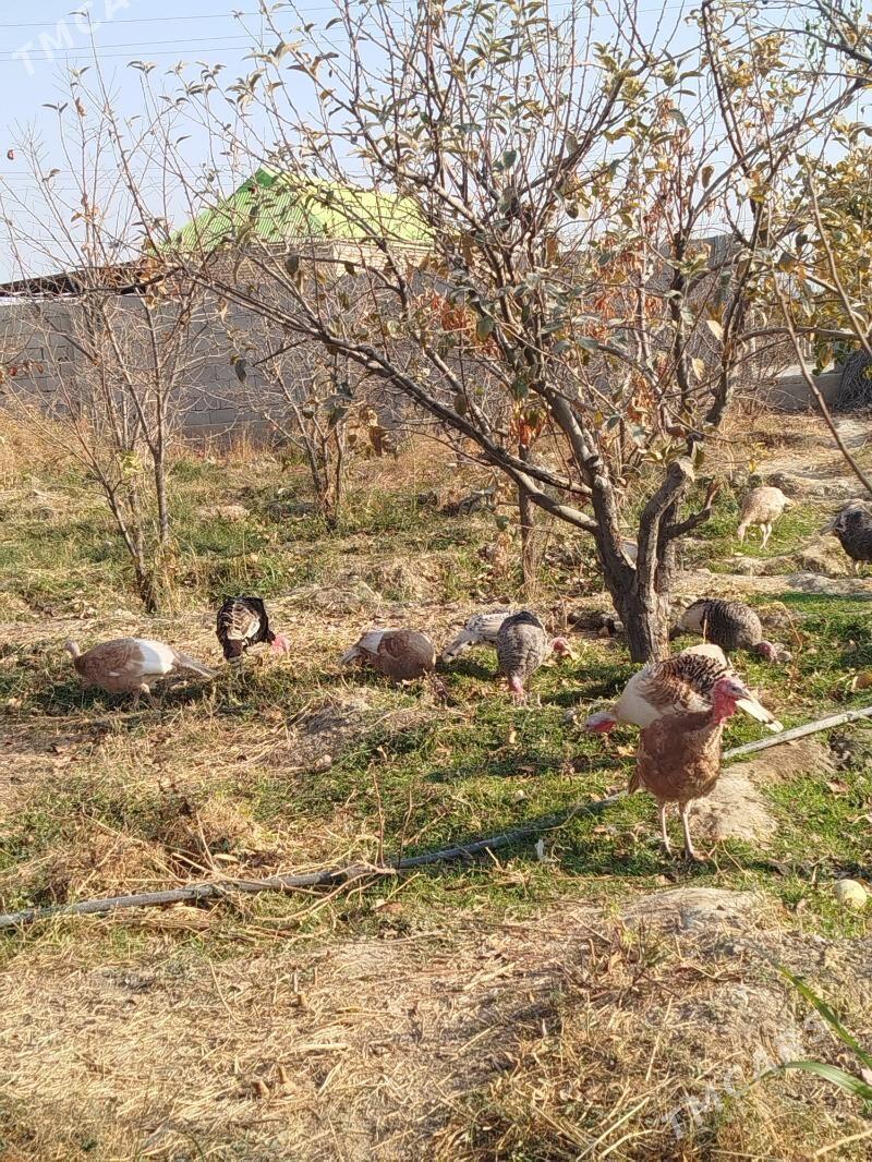 İnduk - Гёкдепе - img 2