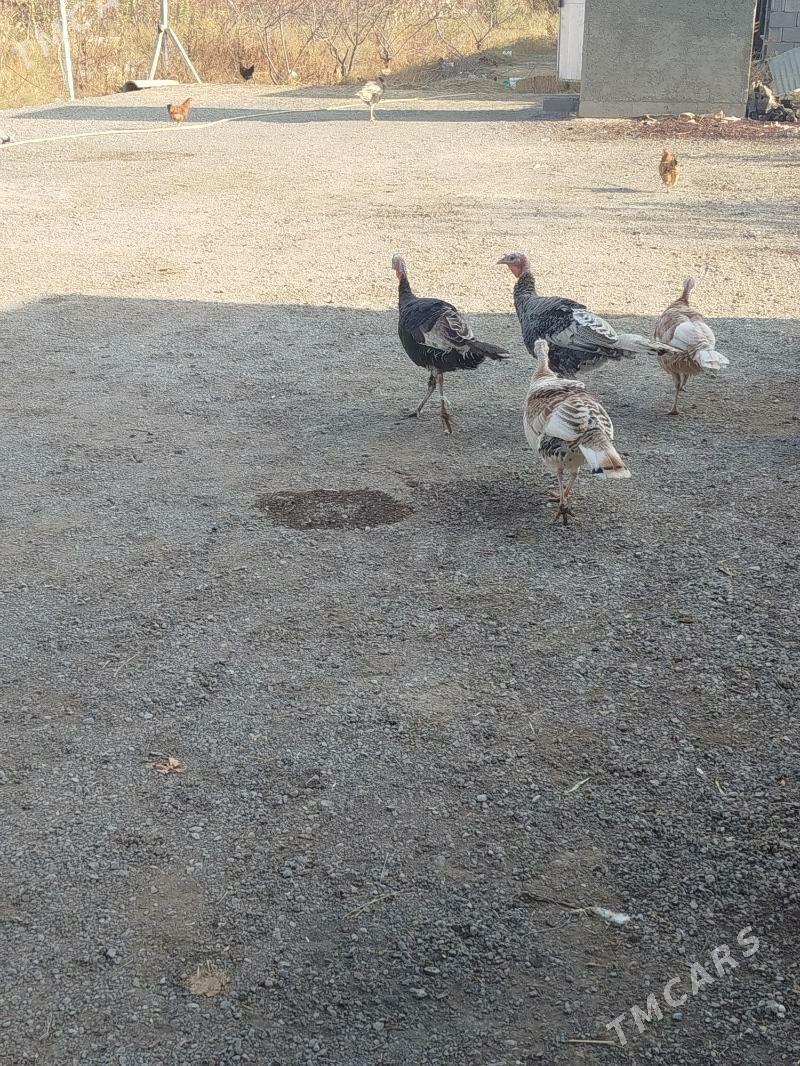 İnduk - Гёкдепе - img 5