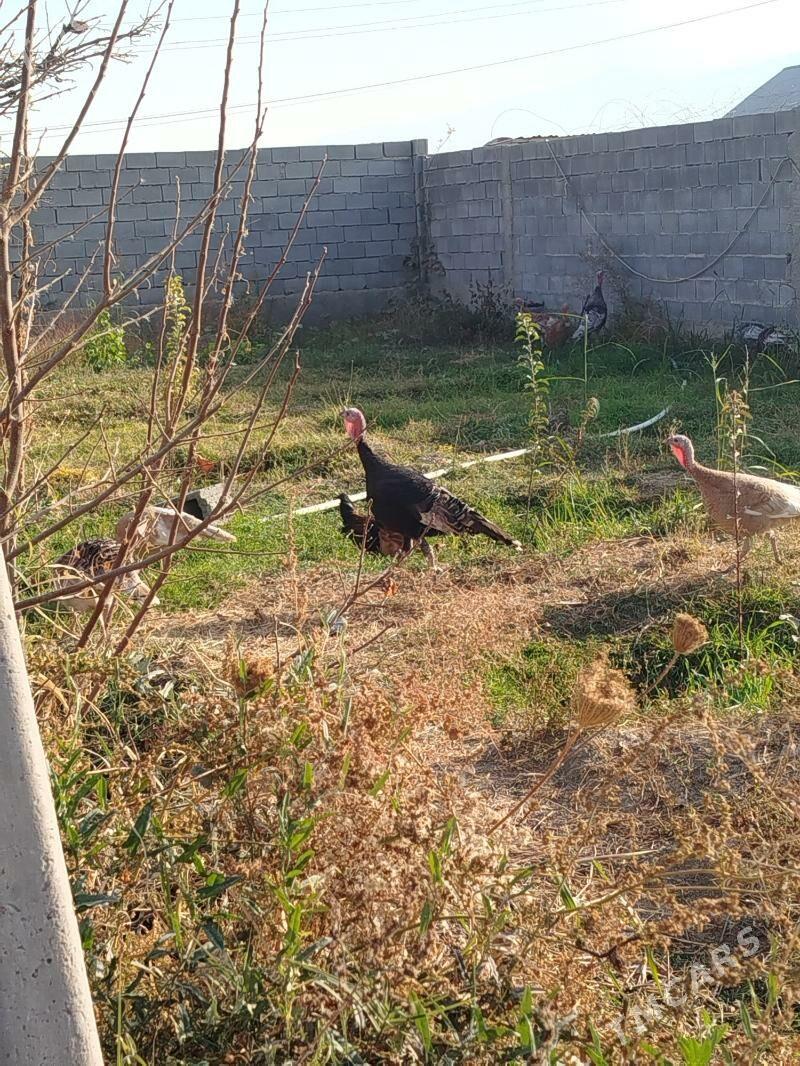 İnduk - Гёкдепе - img 3