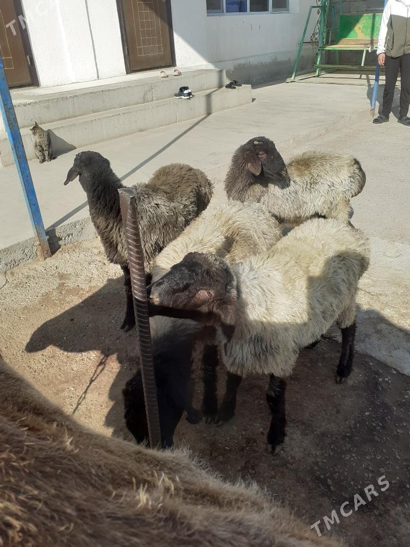 Goyun - Гарадамак Шор - img 2