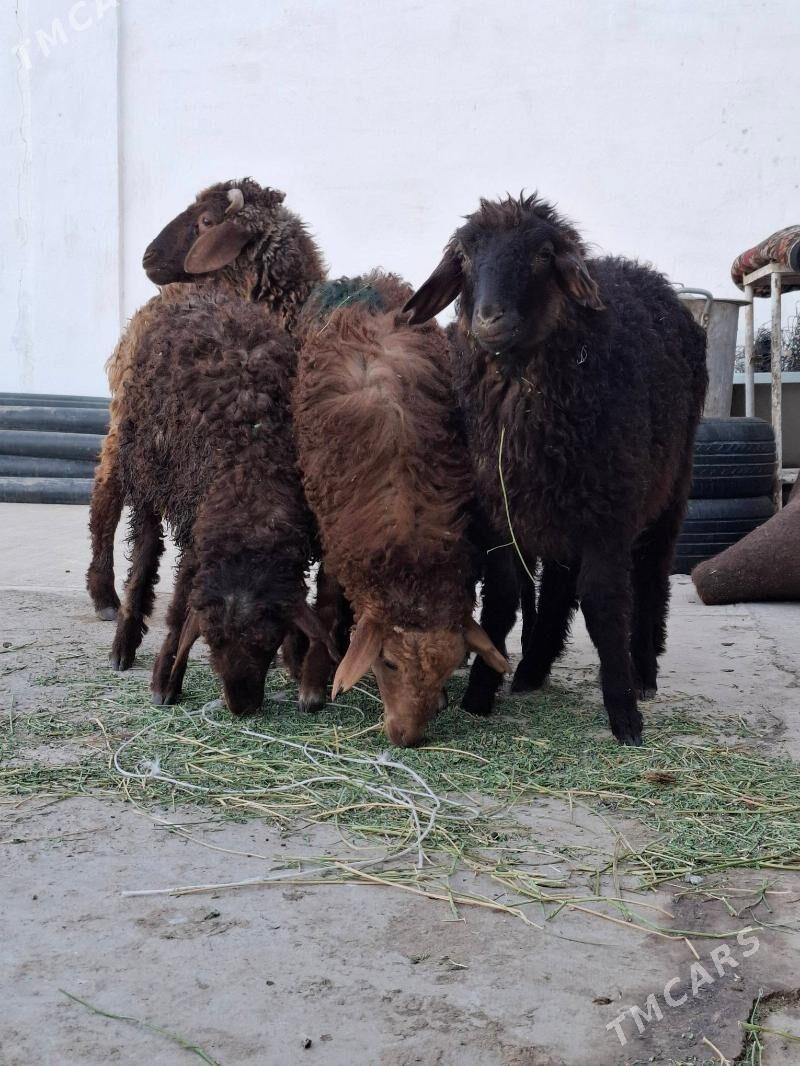 goyun tokly - Ak bugdaý etraby - img 4