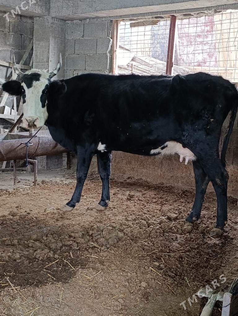 cornypiostr tohum sygyr - Gökdepe - img 5