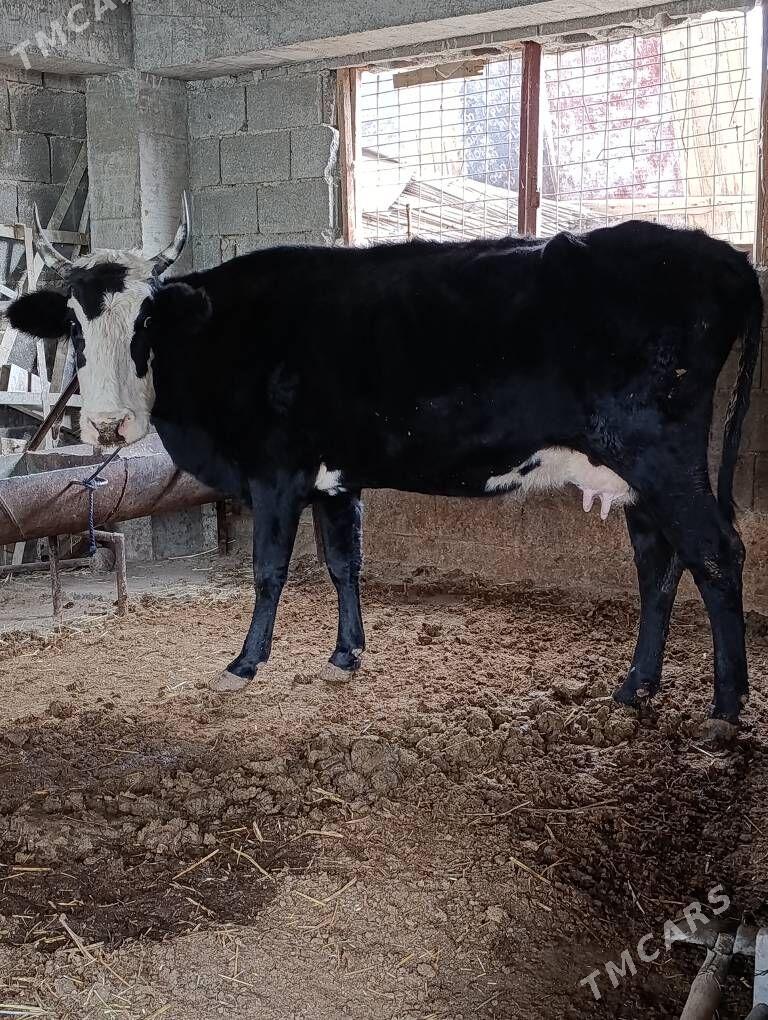 cornypiostr tohum sygyr - Gökdepe - img 3