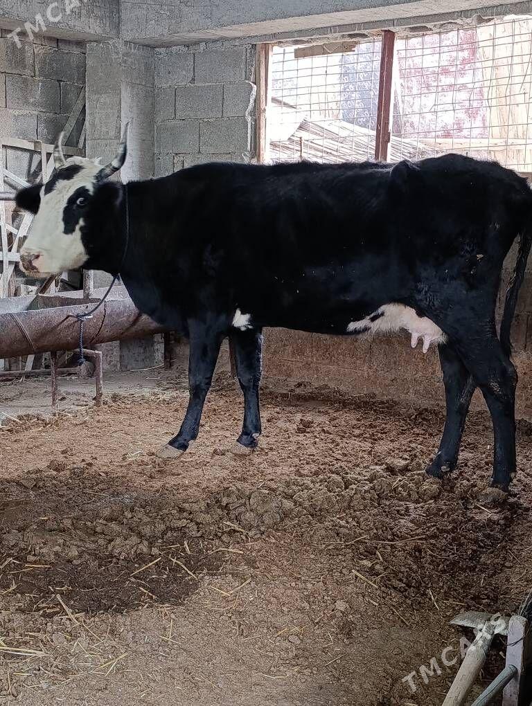 cornypiostr tohum sygyr - Gökdepe - img 1