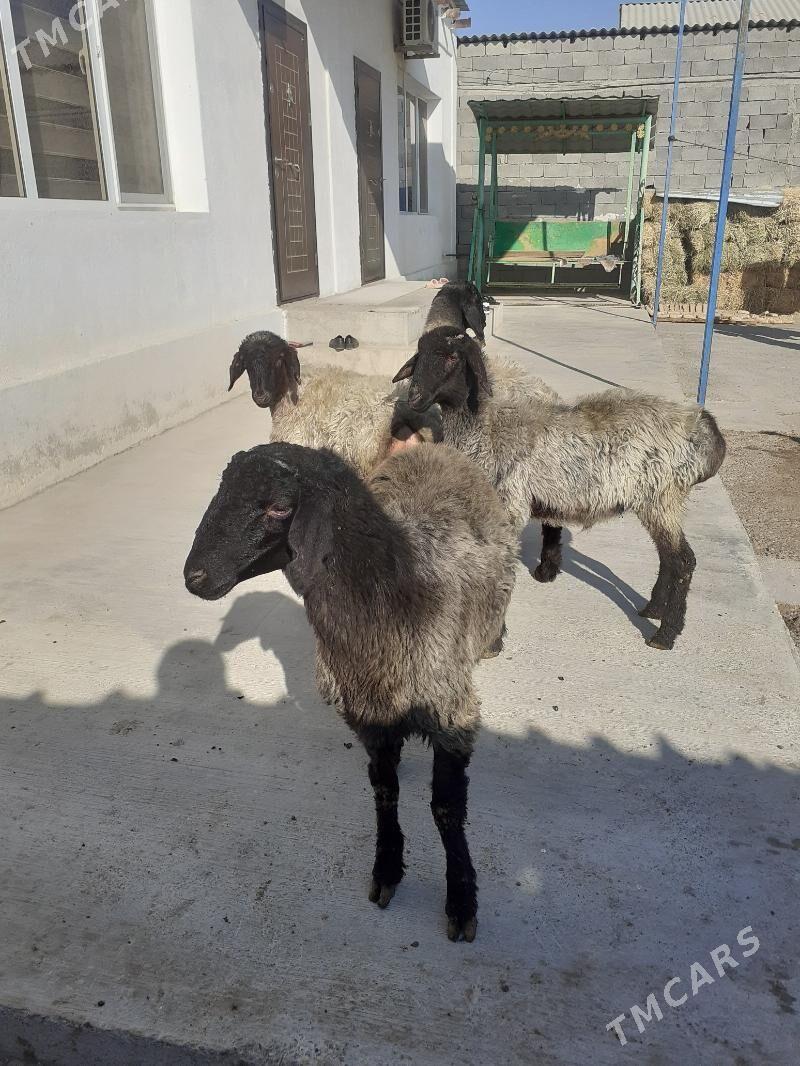 Goyun - Гарадамак Шор - img 1