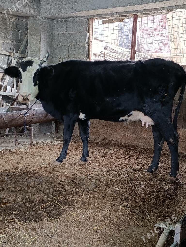 cornypiostr tohum sygyr - Gökdepe - img 2