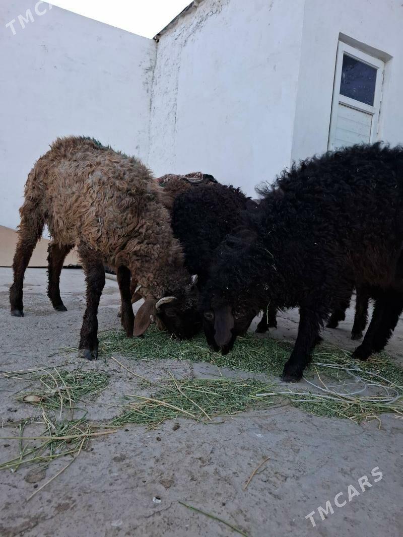 goyun tokly - Ak bugdaý etraby - img 5