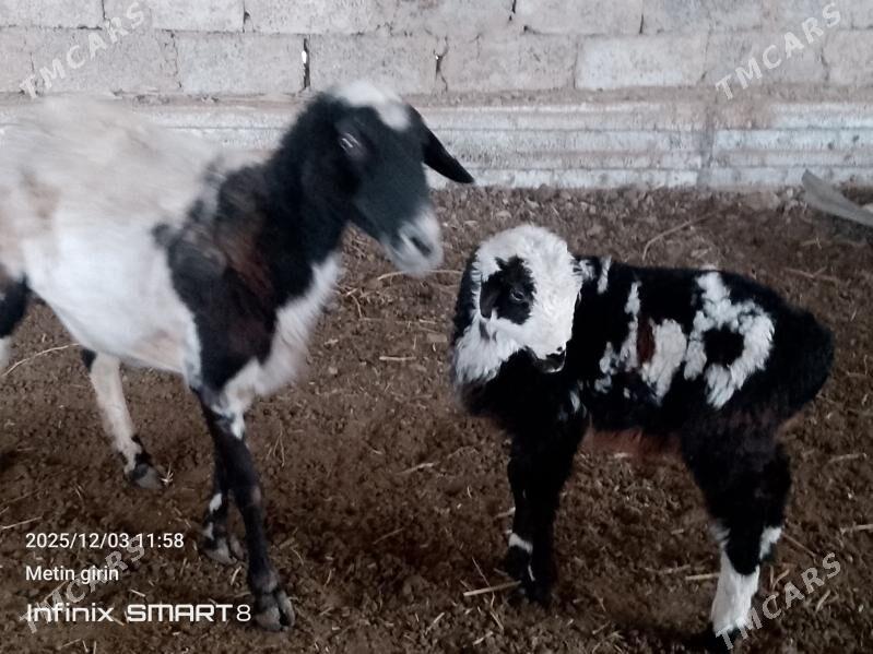 guzyly goýun - Мары - img 2