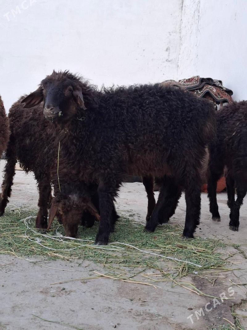 goyun tokly - Ak bugdaý etraby - img 3