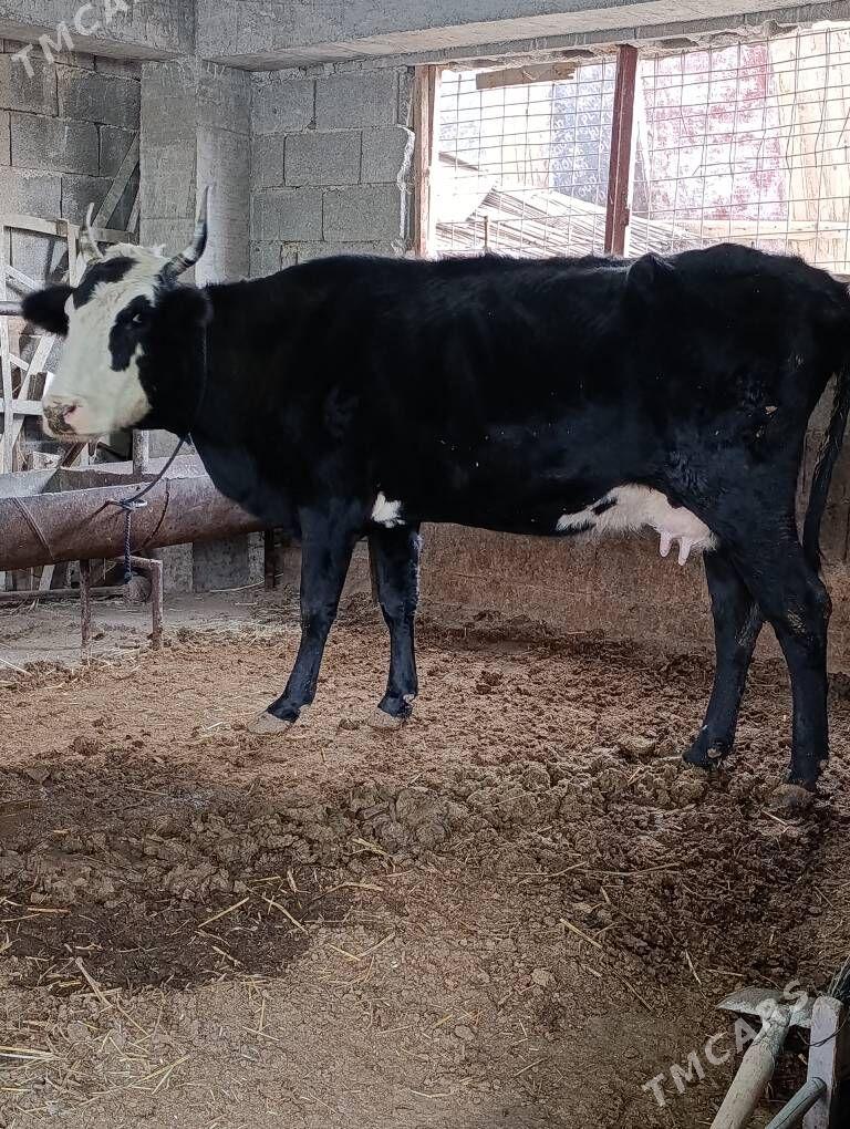 cornypiostr tohum sygyr - Gökdepe - img 4