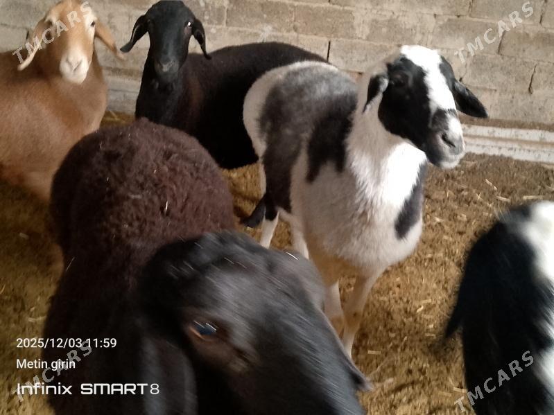 guzyly goýun - Мары - img 4