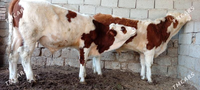 Öküz Tüwe Göle - Ашхабад - img 2