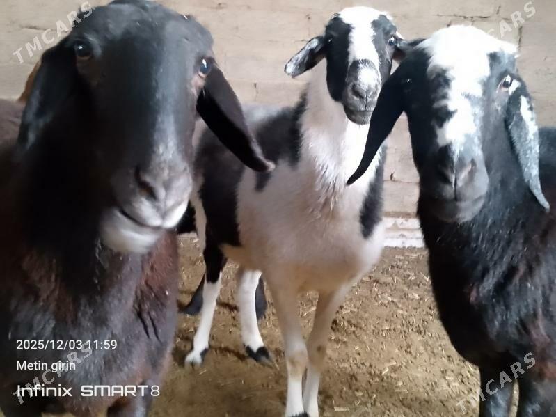 guzyly goýun - Мары - img 5