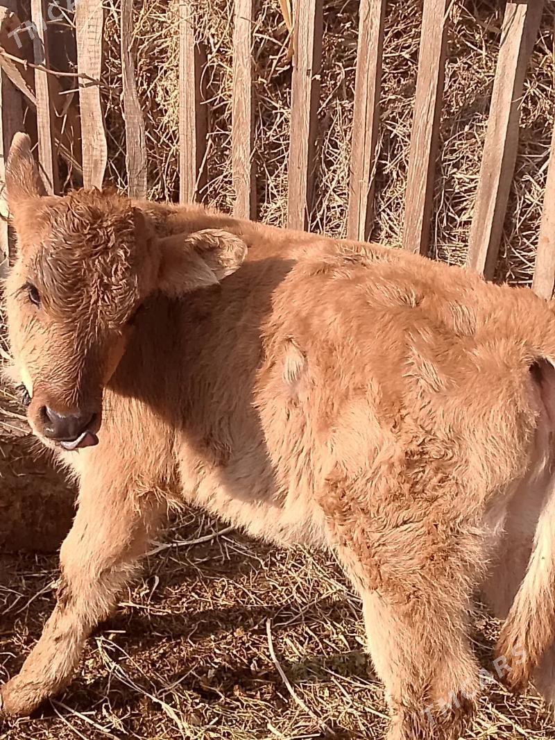 Saglyk inek - Фарап - img 2