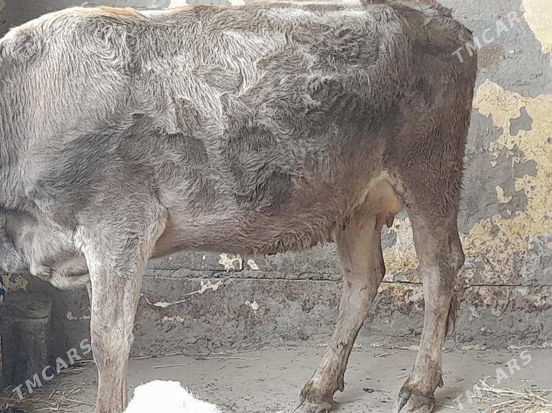 goleli sygyr - Hitrowka - img 3