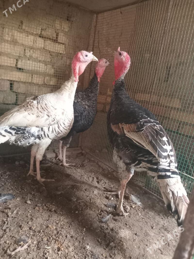 индюк, - Фарап - img 3