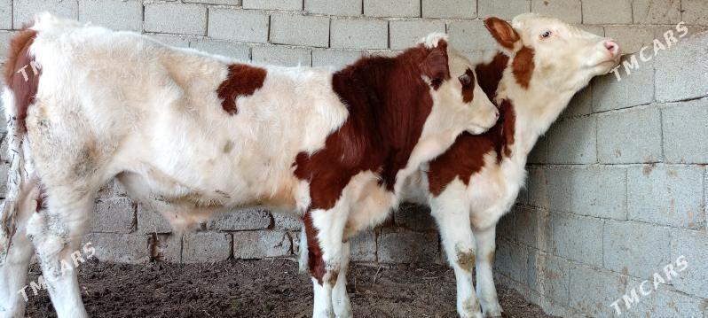 Öküz Tüwe Göle - Ашхабад - img 4