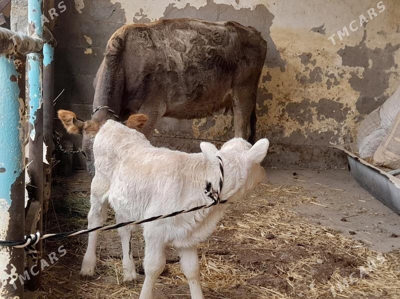 goleli sygyr - Hitrowka - img 2