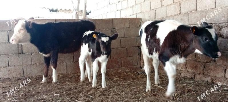 Öküz Tüwe Göle - Ашхабад - img 5