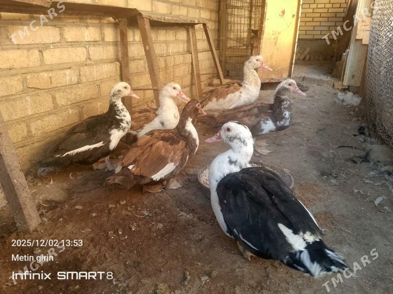 indawutga - Мары - img 2