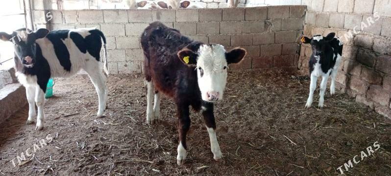 Öküz Tüwe Göle - Ашхабад - img 6