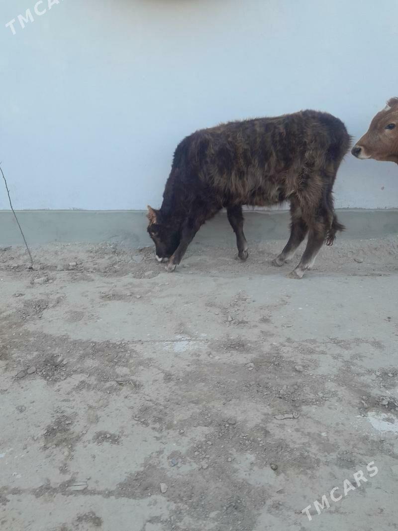 sygyr gacar - Gumdag - img 2